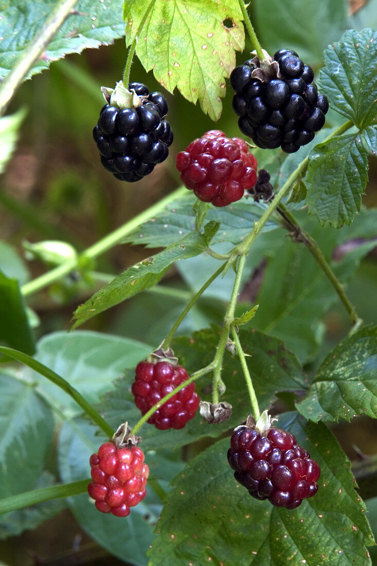 High-Bush Blackberry (Rubus ostryifolius)