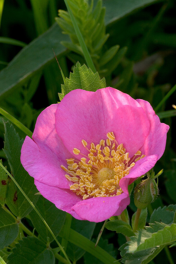 Prairie Wild Rose (Rosa arkansana)