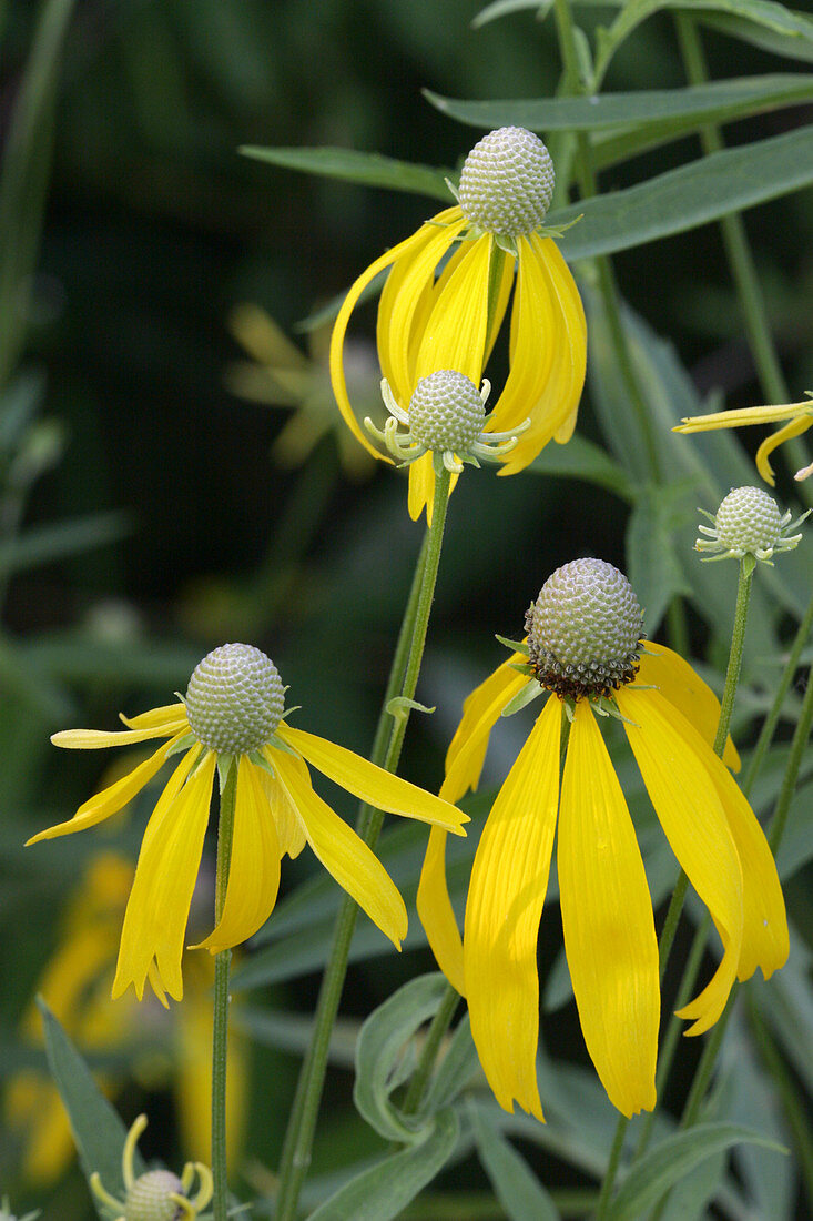 Grayhead Prairie Coneflowers