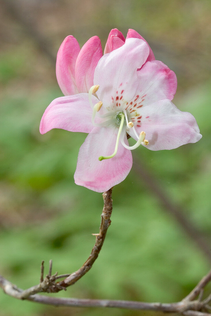 Early Azalea (Rhododendron roseum)