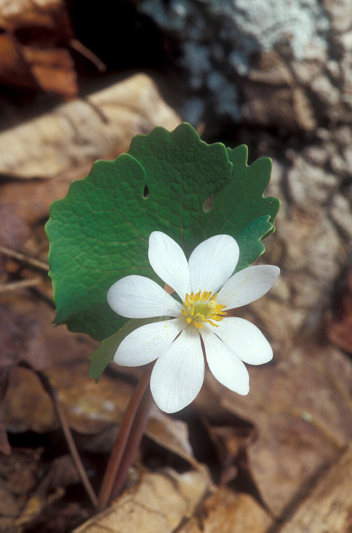 Bloodroot