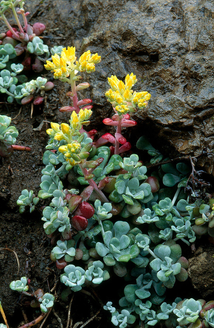 Broad-leaved sedum