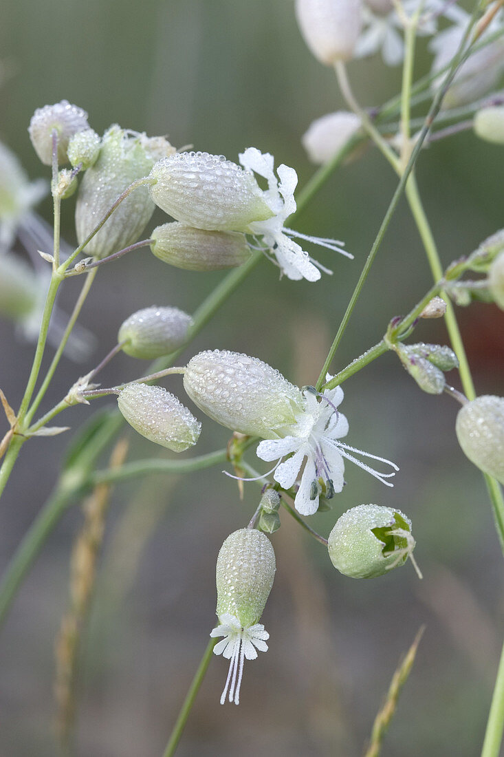 Bladder Campion