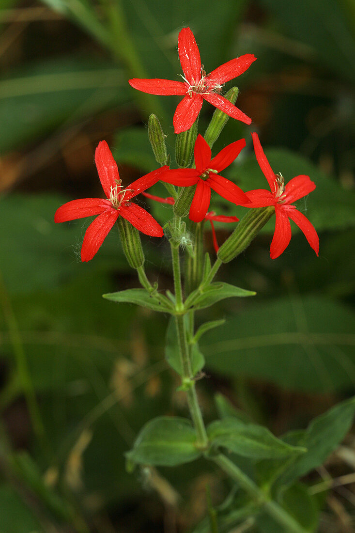 Royal Catchfly (Silene regia)