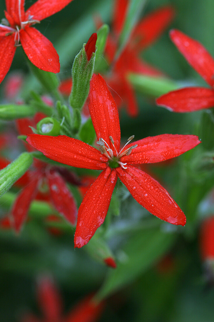 Royal Catchfly (Silene regia)