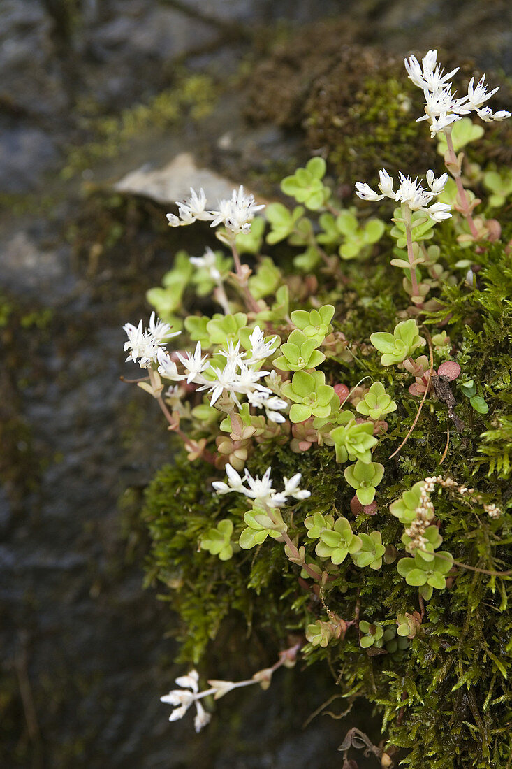 Stonecrop (Sedum ternatum)