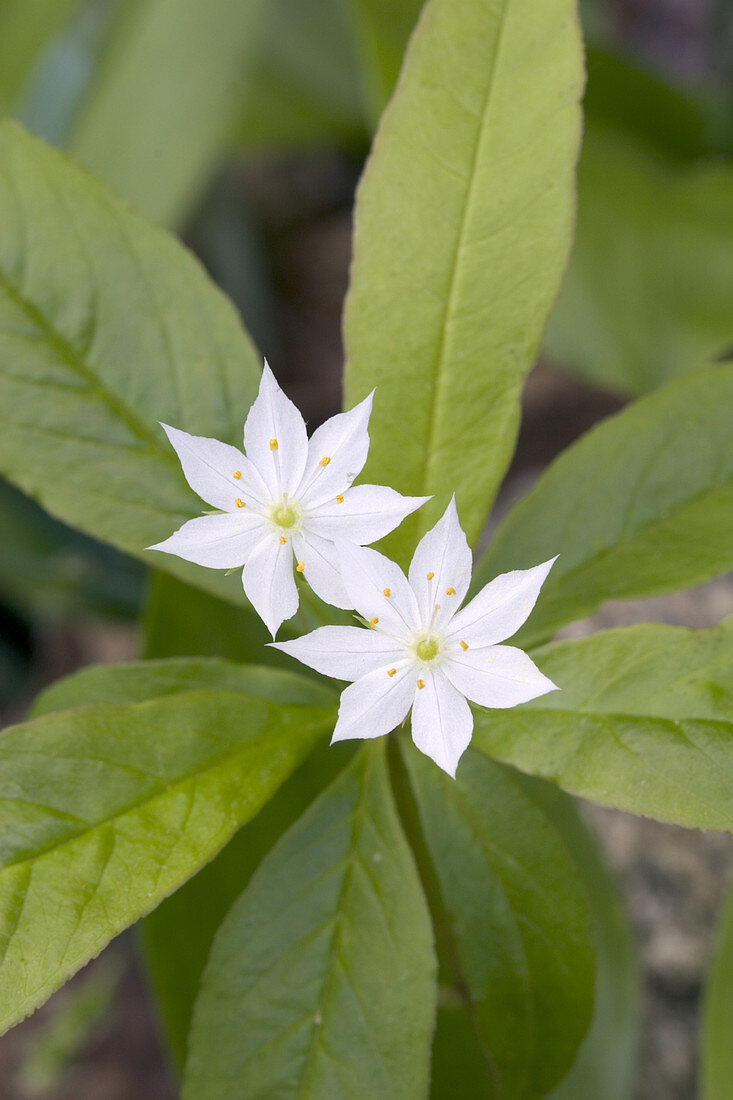 Starflower