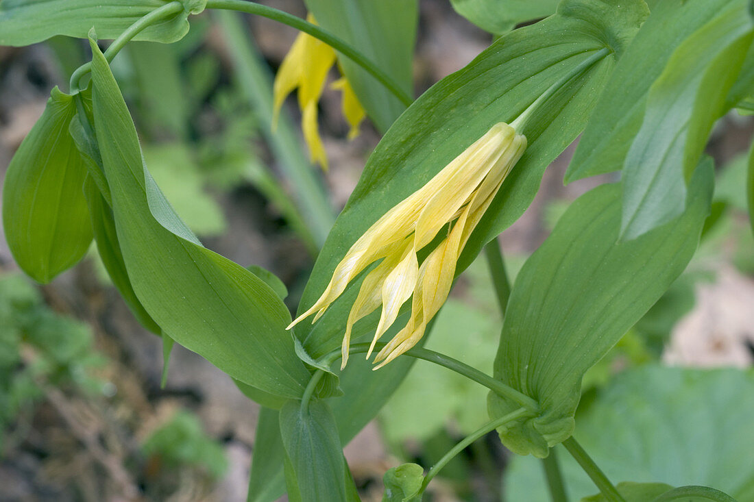 Large Flowered Bellwort