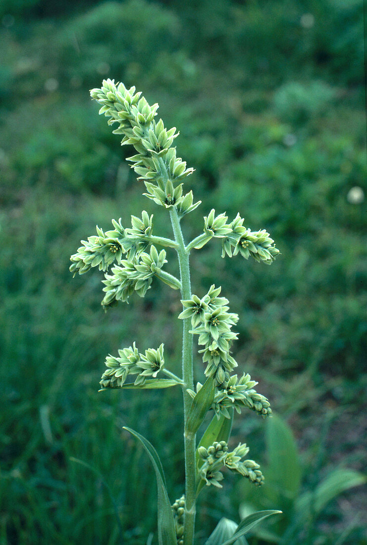 California False Hellebore