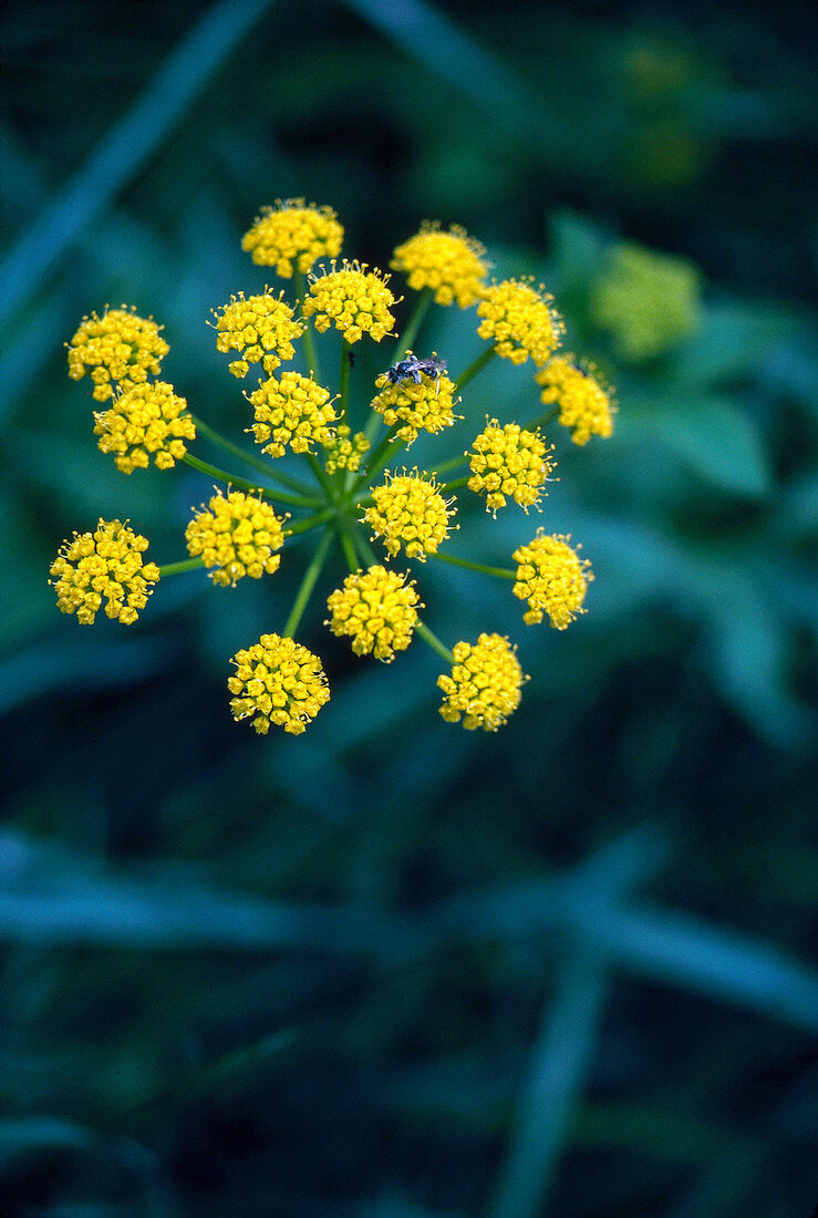 Golden Alexanders