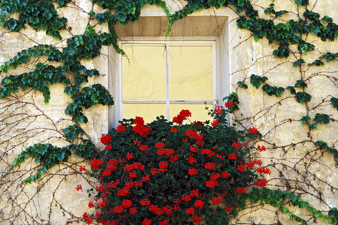 Vine and Flowers Around a Window