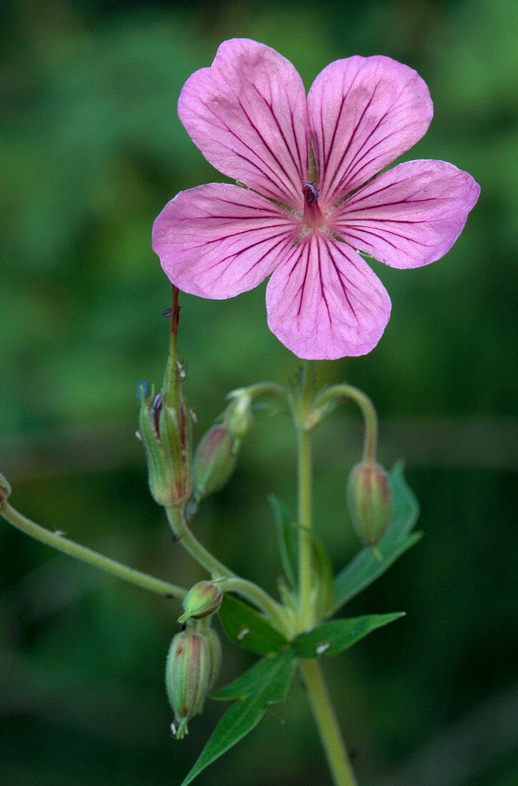 Sticky Geranium