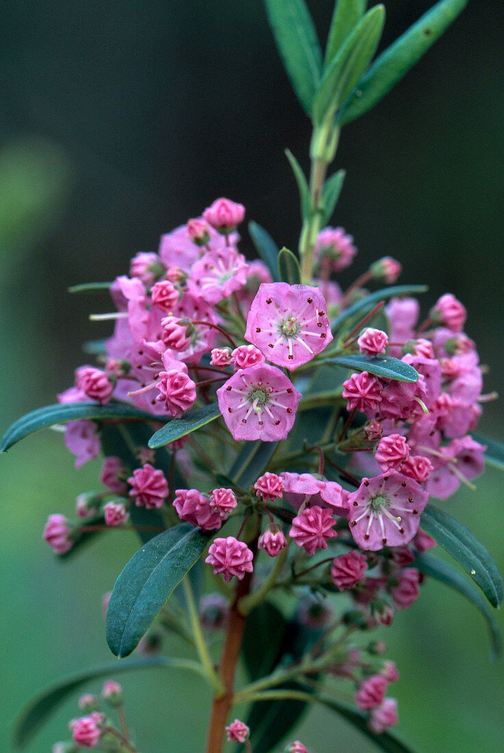 Sheep Laurel