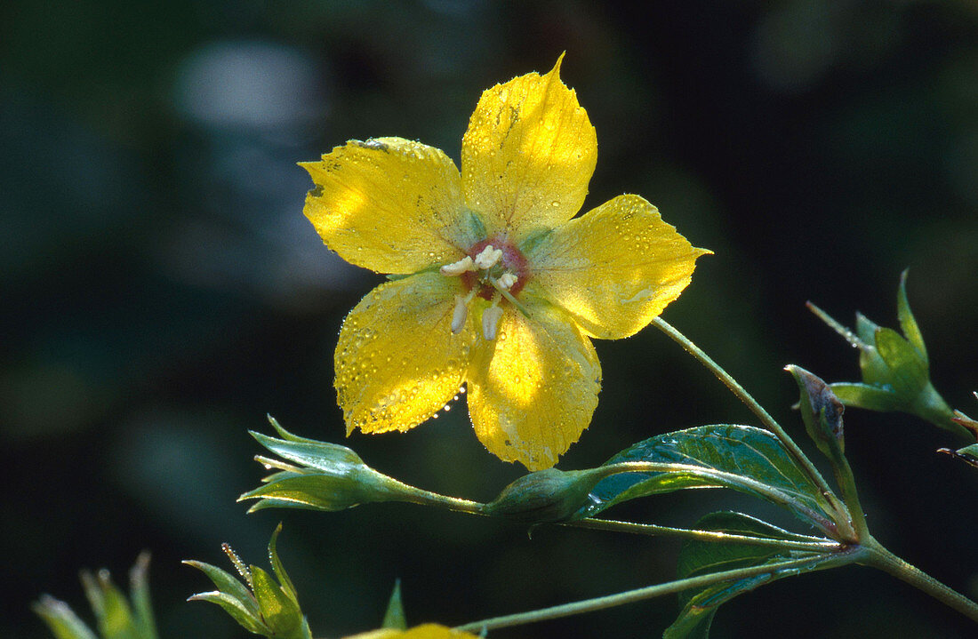 Fringed Loosestrife