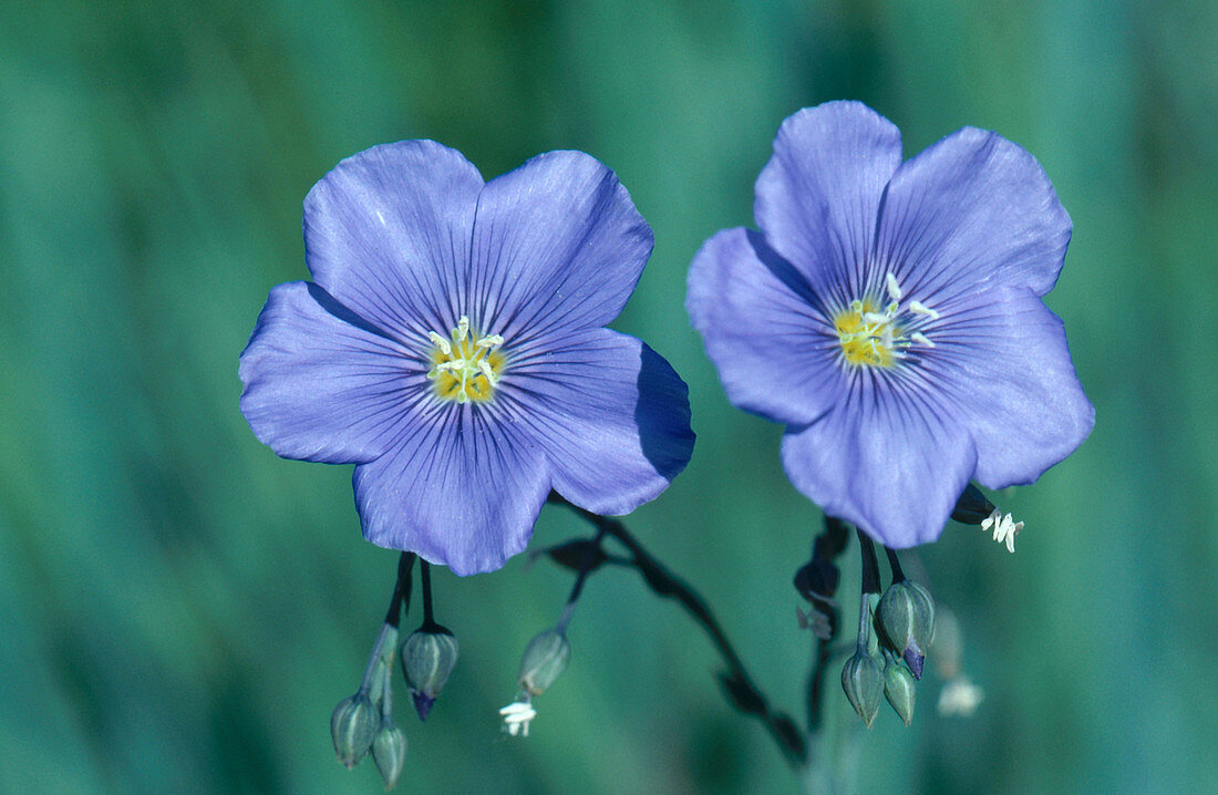 Blue Flax