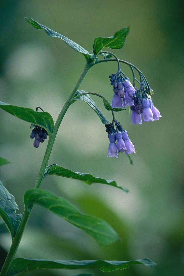 Mountain Bluebell