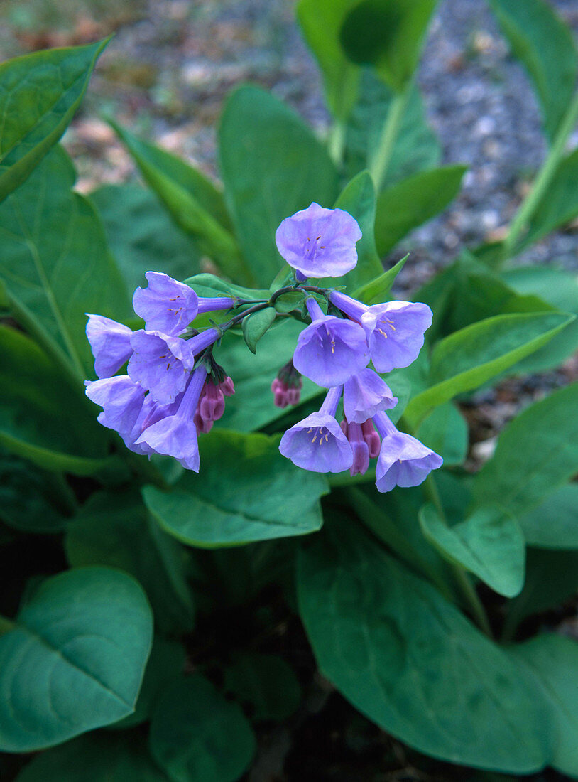 Mertensia