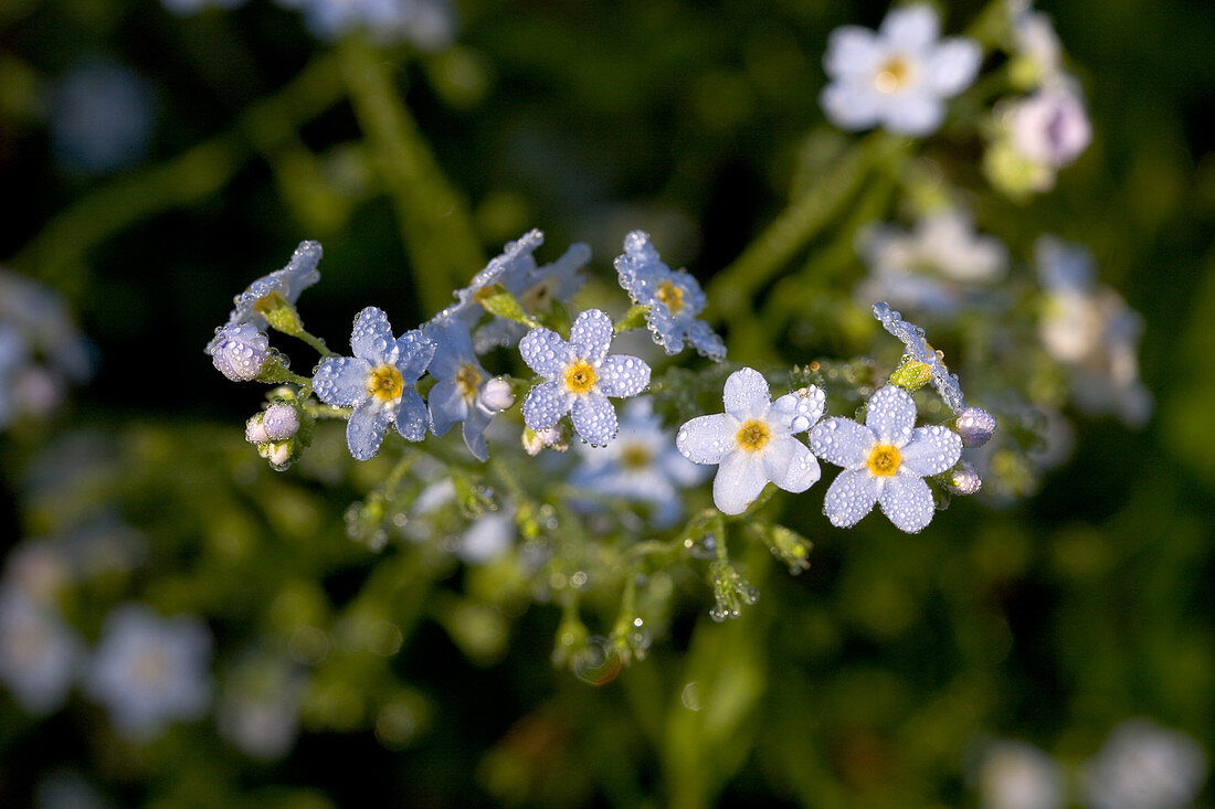 True Forget me Not