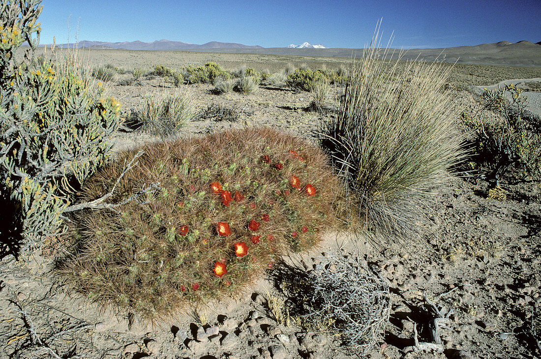 'Flowering cactus,Altiplano,Chile'