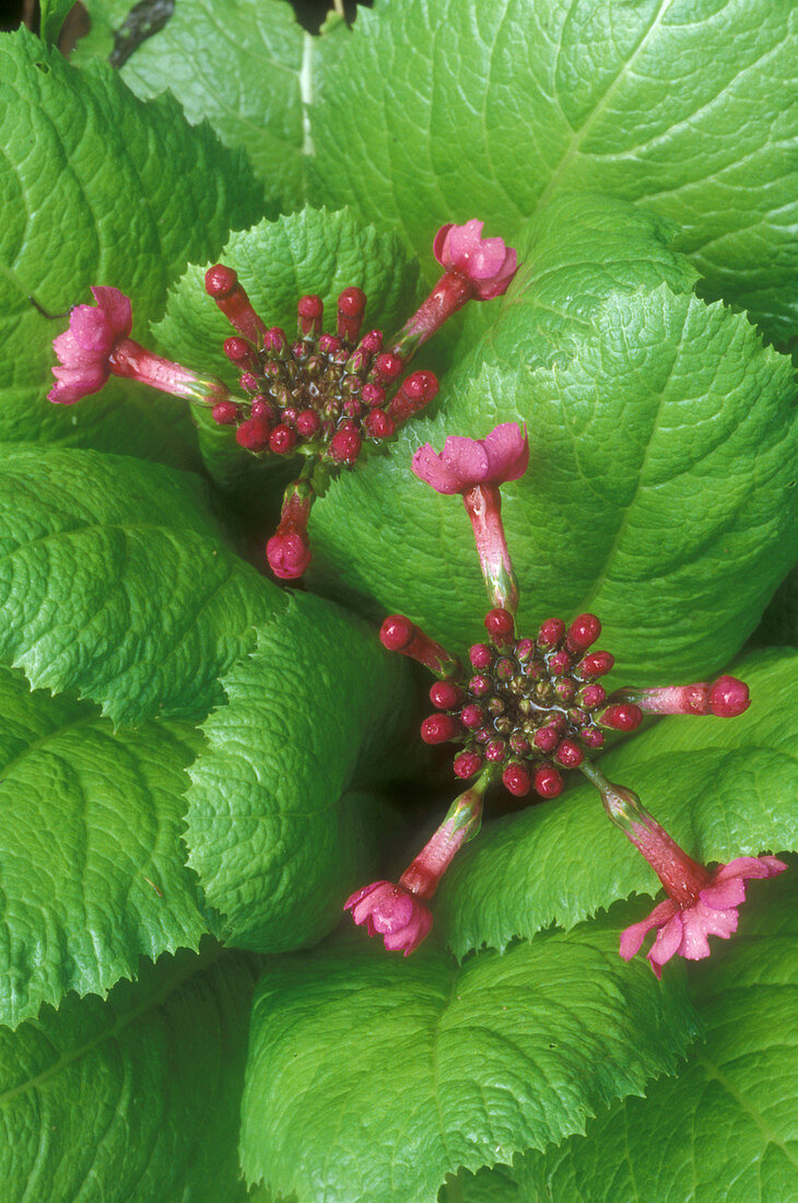 Japanese Primrose