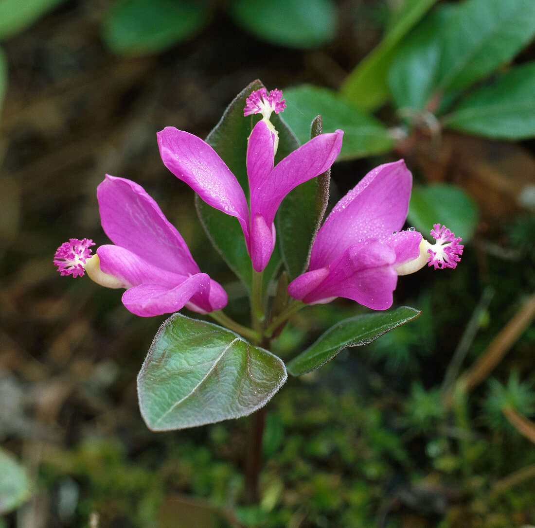 Fringed Polygala