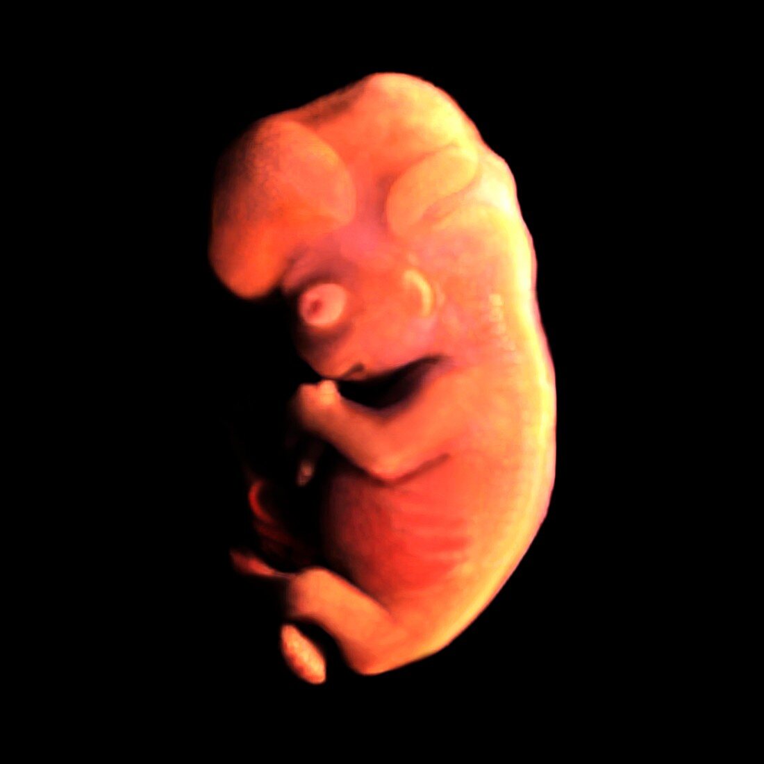 Embryo at 54 days