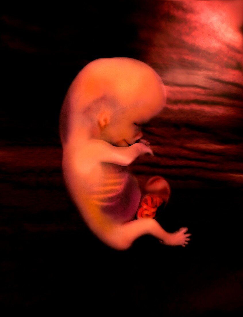 Foetus at 9 weeks