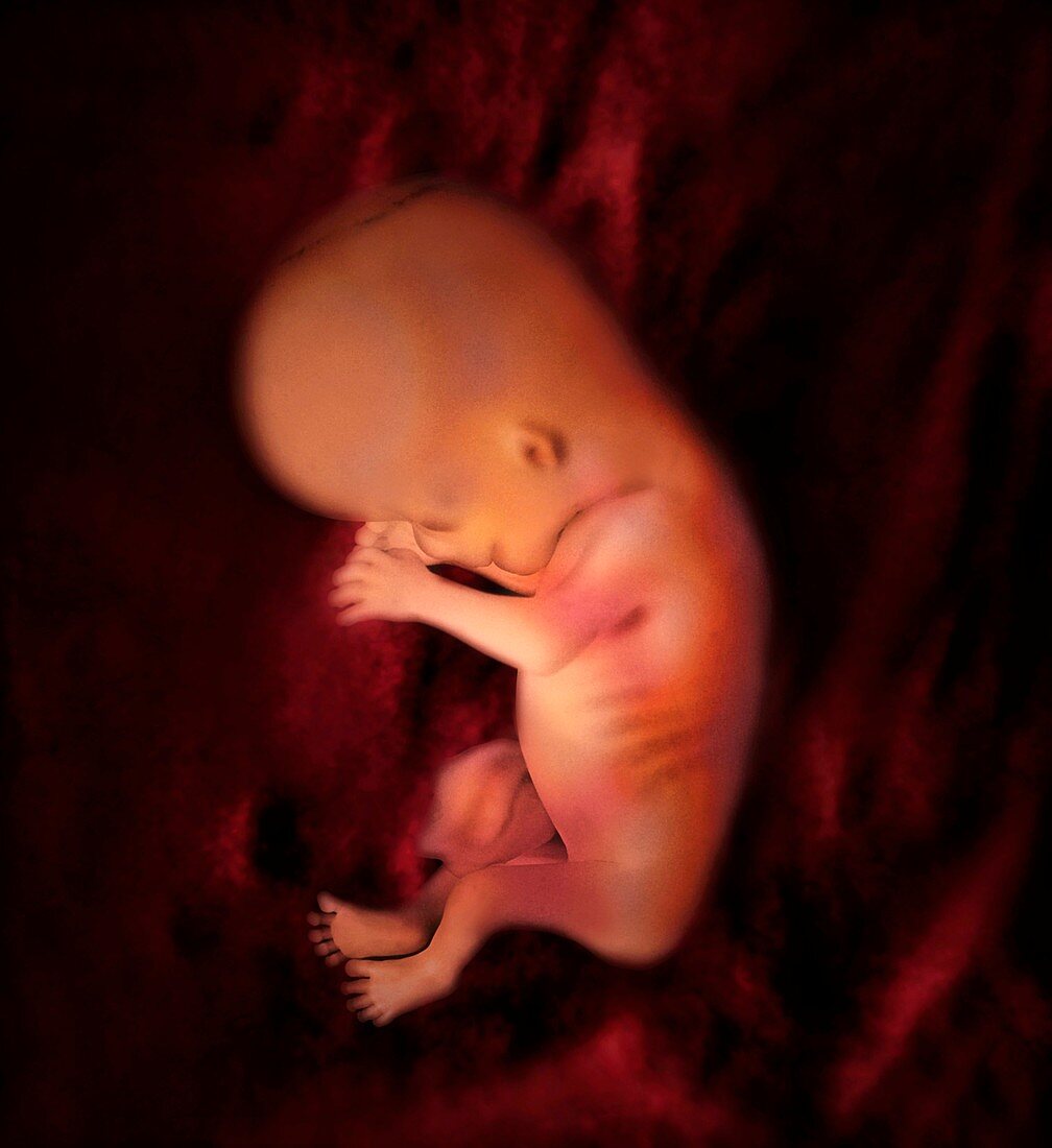 Foetus at 11 weeks