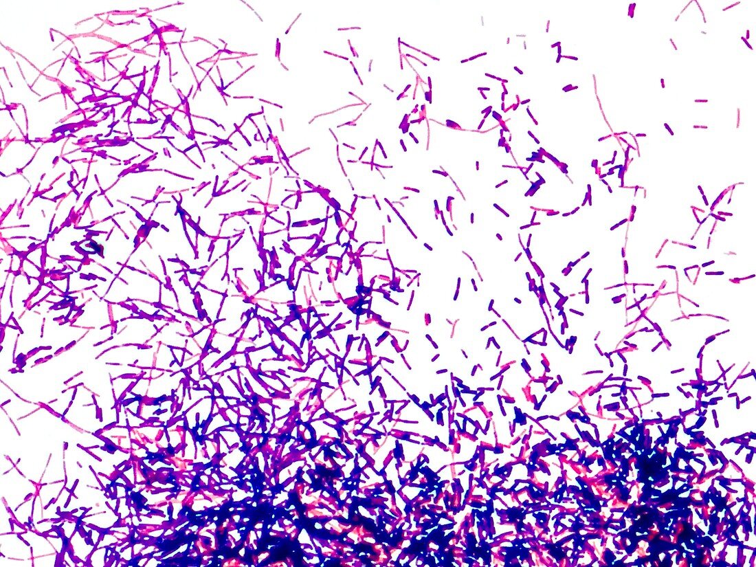 Gram-positive bacteria