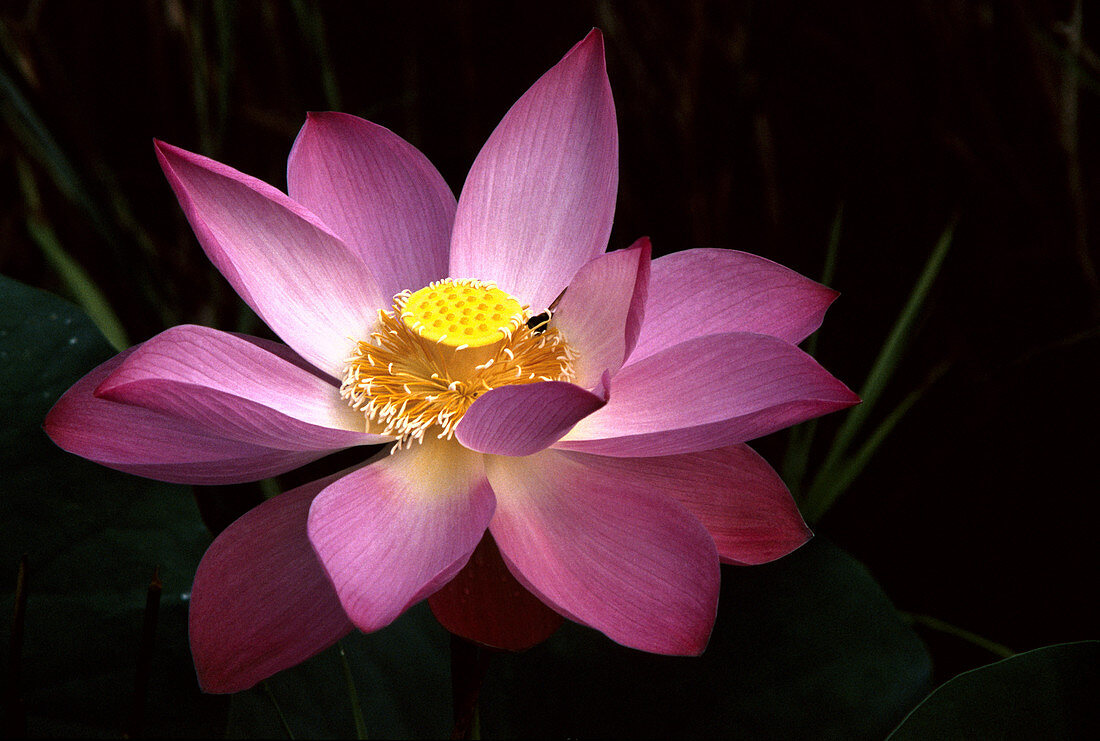 Lotus Flower,Malaysia