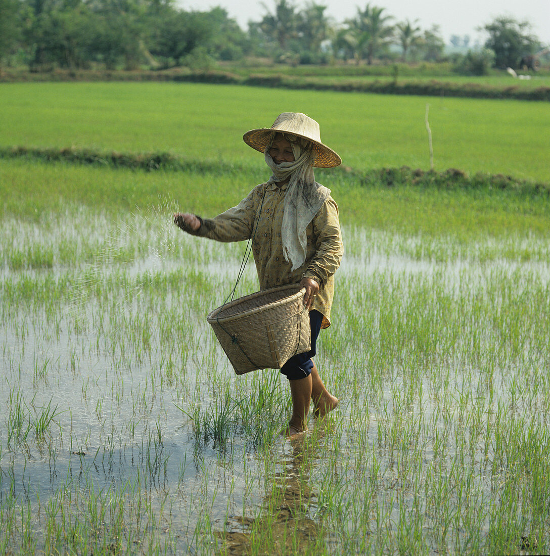 Woman fertilizing rice paddy,Thailand