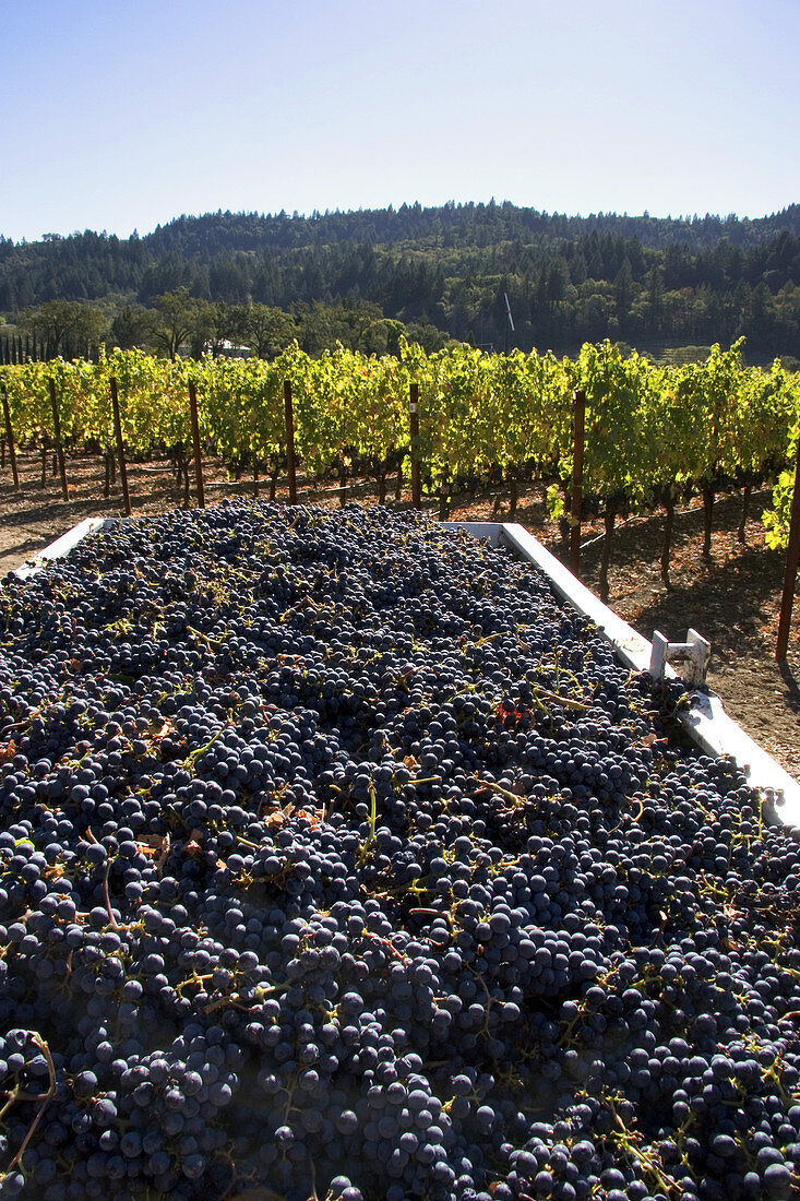 Harvested Wine Grapes,Napa Valley