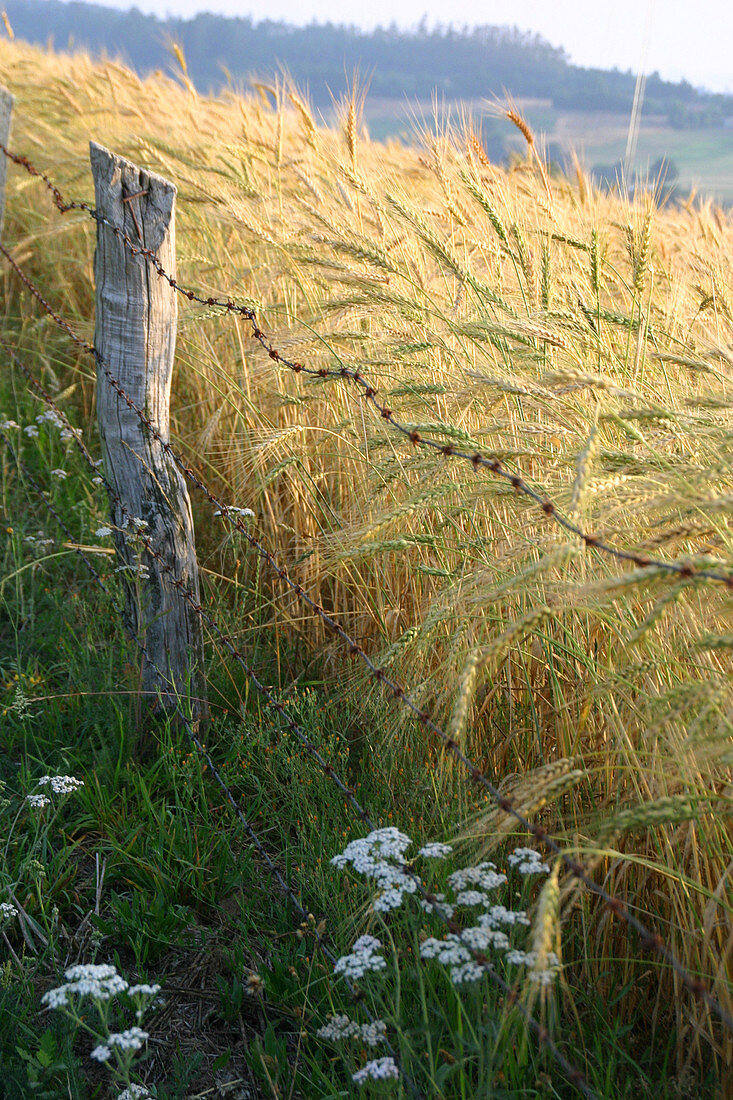 Wheat,Spain