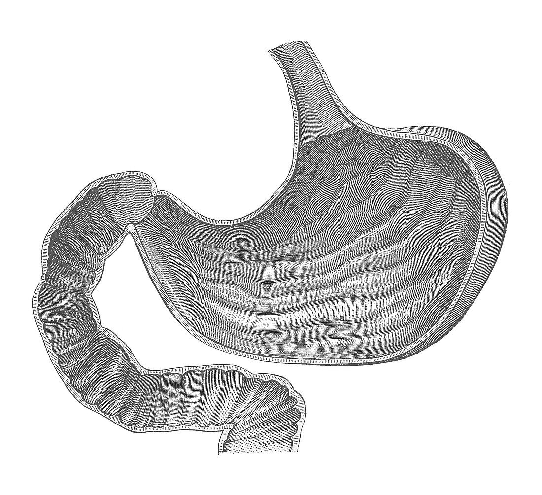 Stomach