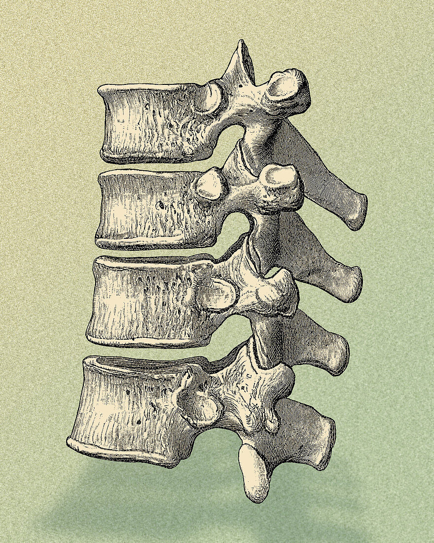 Vertebrae