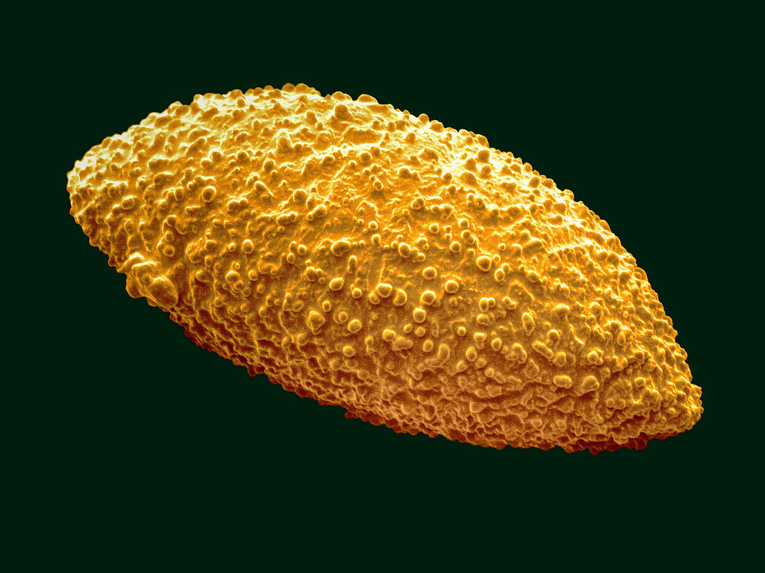 Hosta Pollen