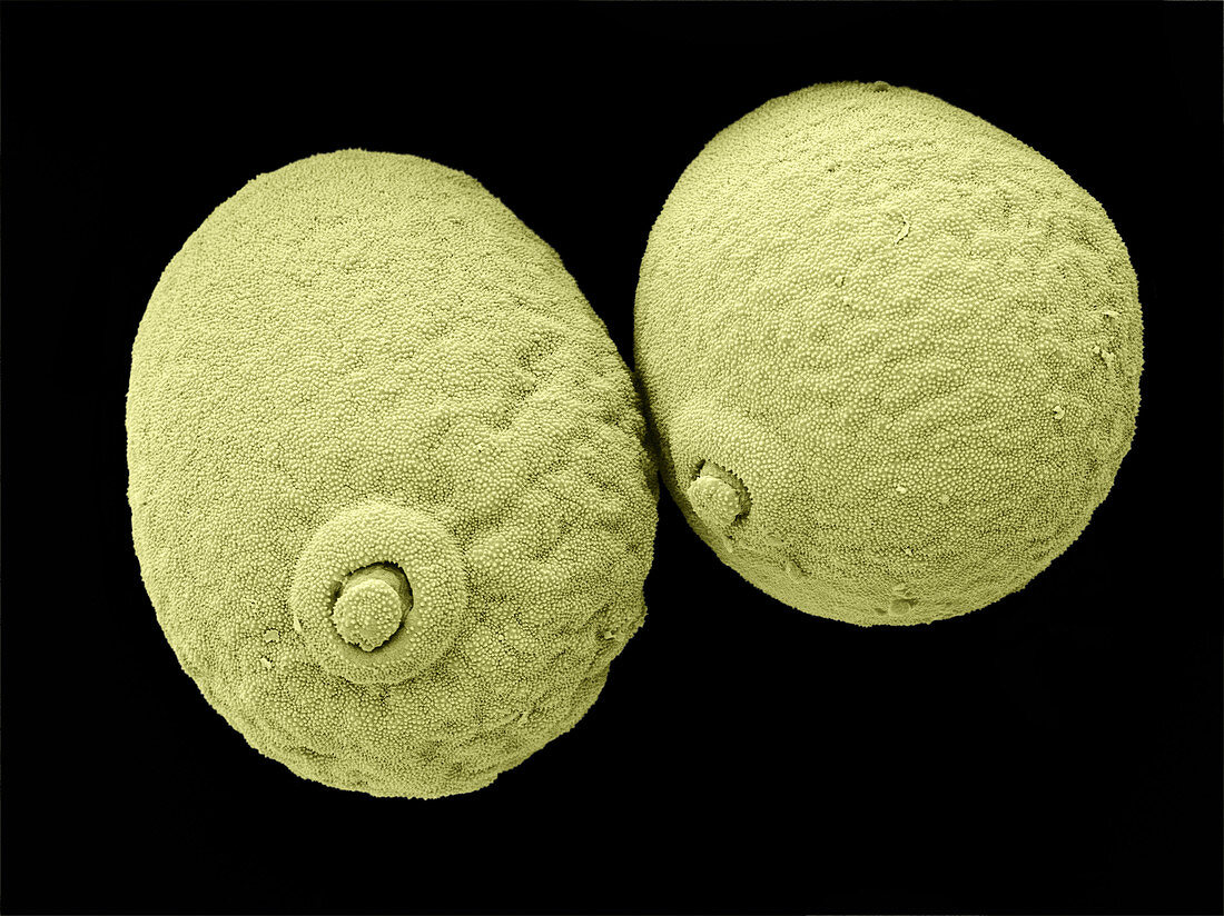 Triticale Pollen