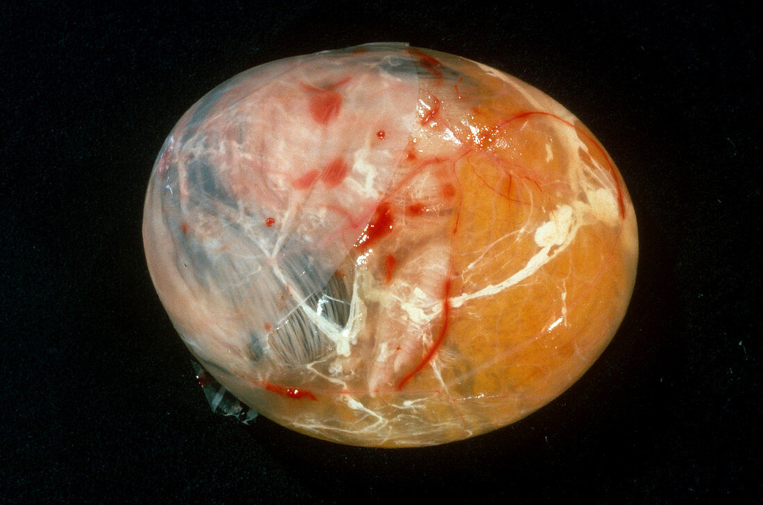 Chick Embryo After 18 Days