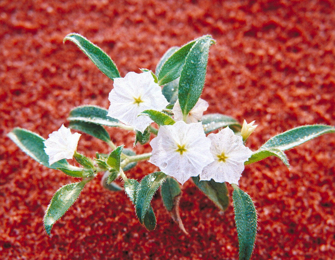 Sweet scented heliotrope flower