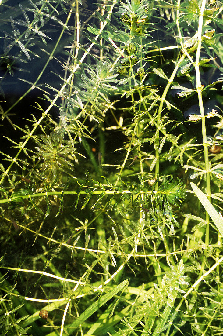 Hydrilla verticulata (Aquatic Weed)