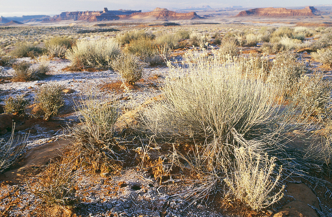 Sagebrush