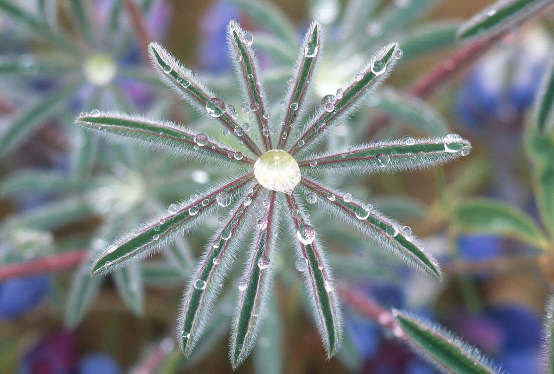 Miniature Lupine with dewdrops