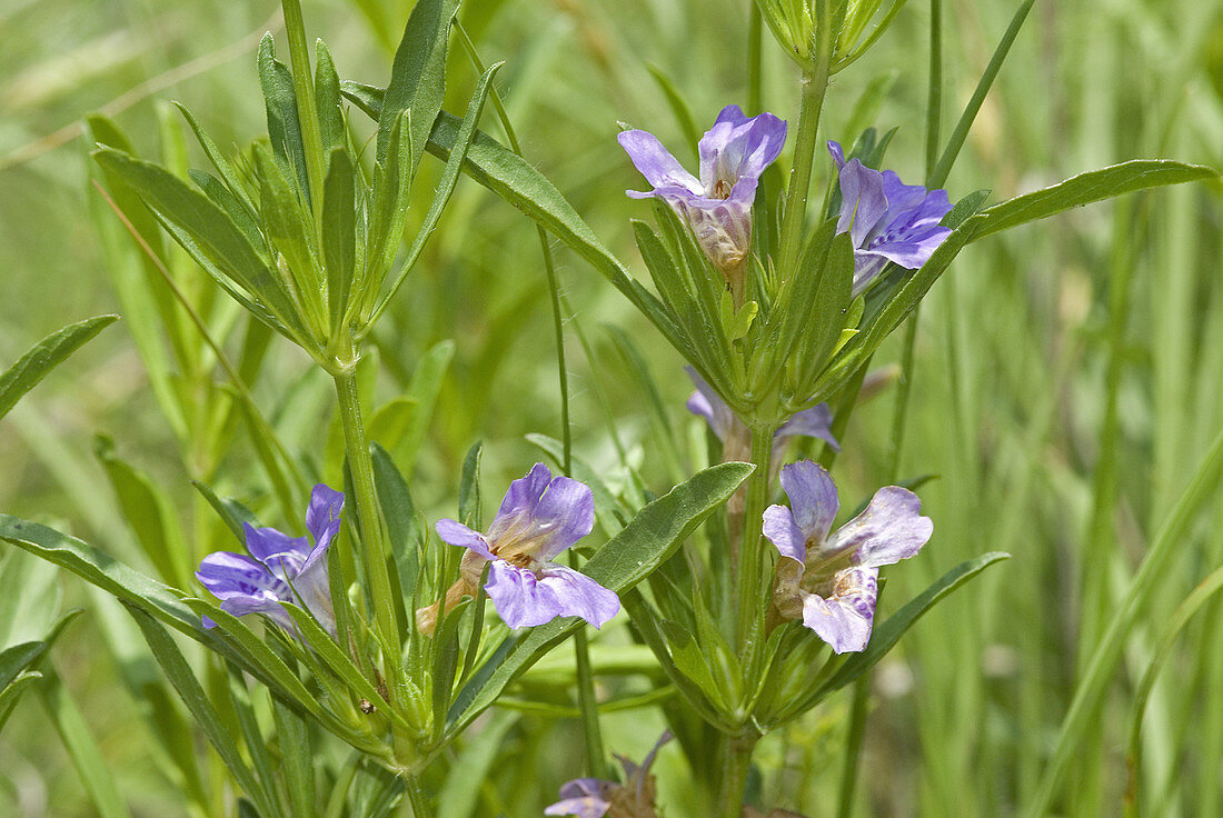 'Snake-herb,Dyschoriste linearis'