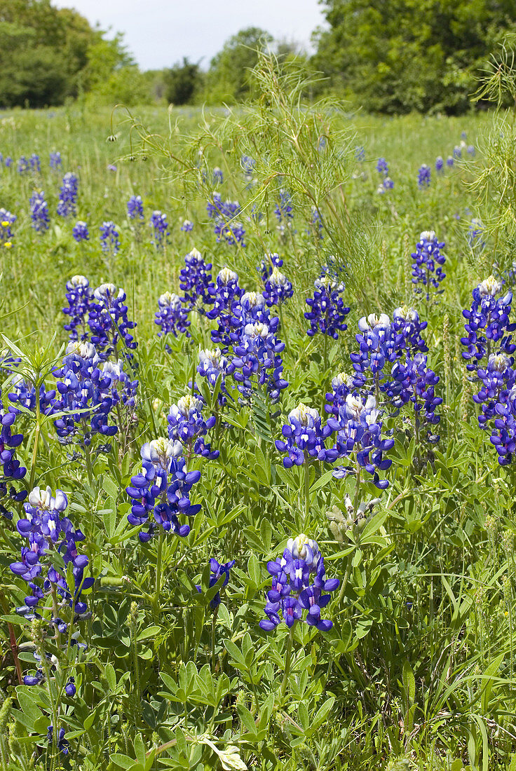 'Texas bluebonnets,Lupinus texensis.'