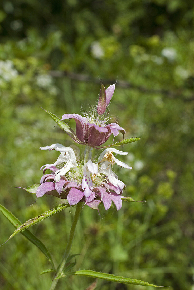 'Lemon horsemint,Monarda citriodora'