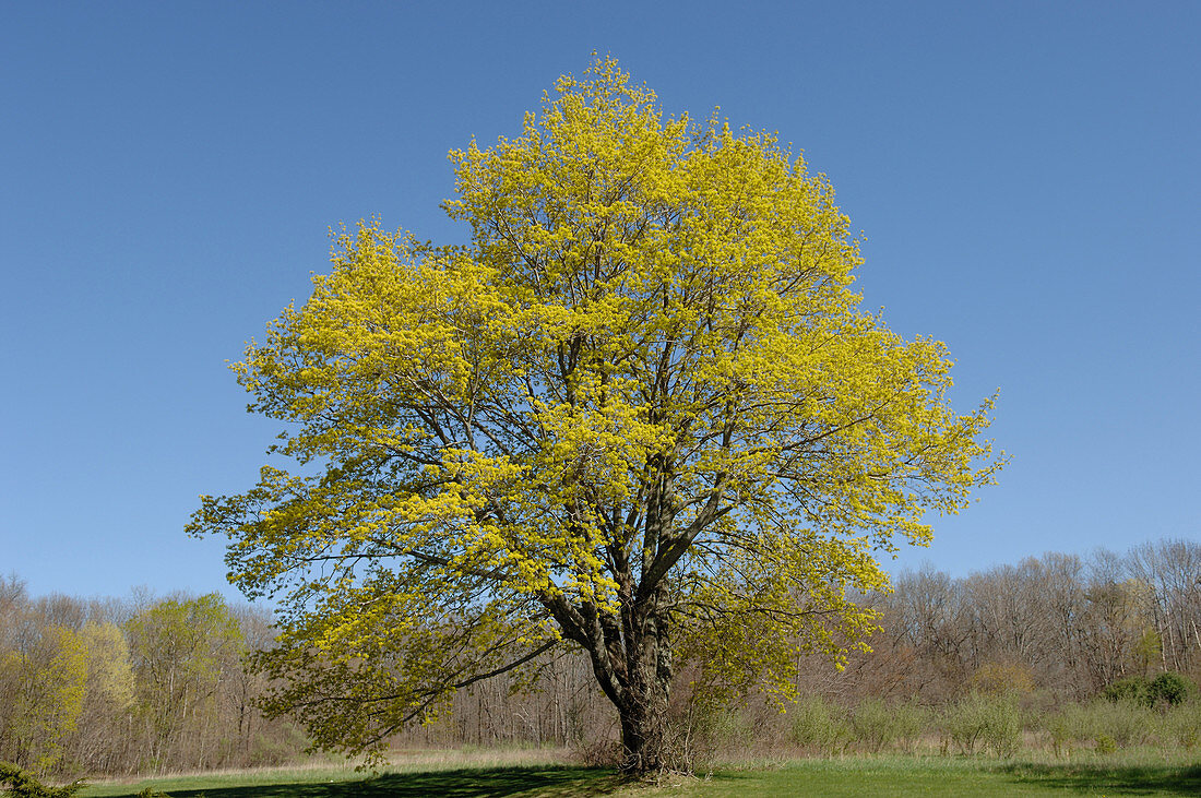 Maple Tree in Spring