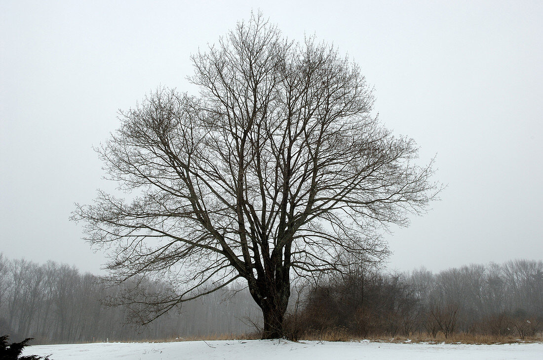 Maple Tree in Winter