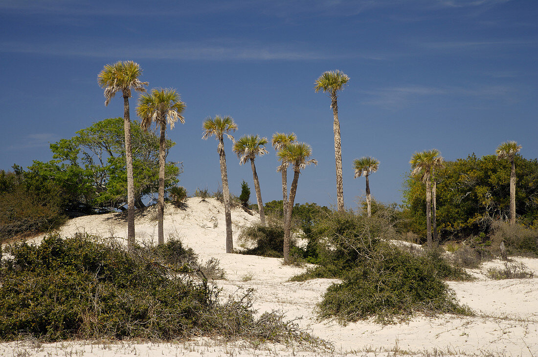 Palm Trees on Dunes