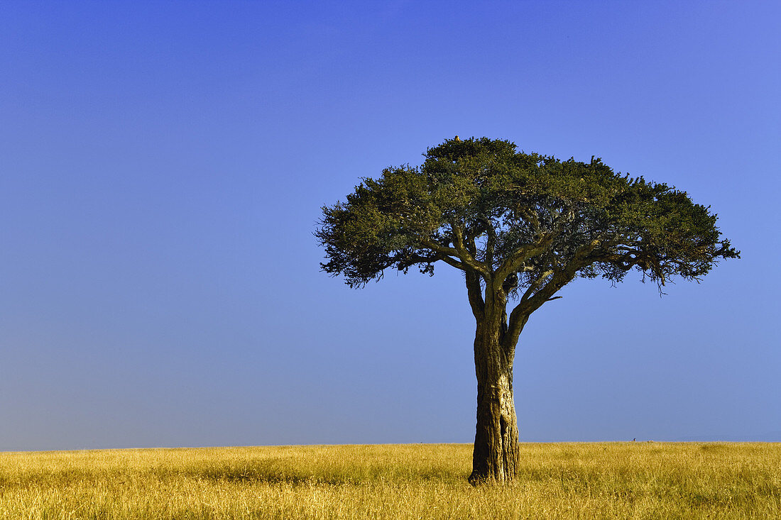 Acacia Tree on Grassy Plains