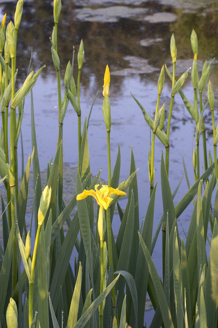 Yellow Iris